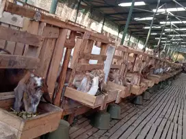 Kambing qurban dan aqiqah terbaik dan berkwalitas 2025