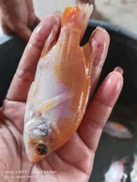 ikan nila bangkok monosex