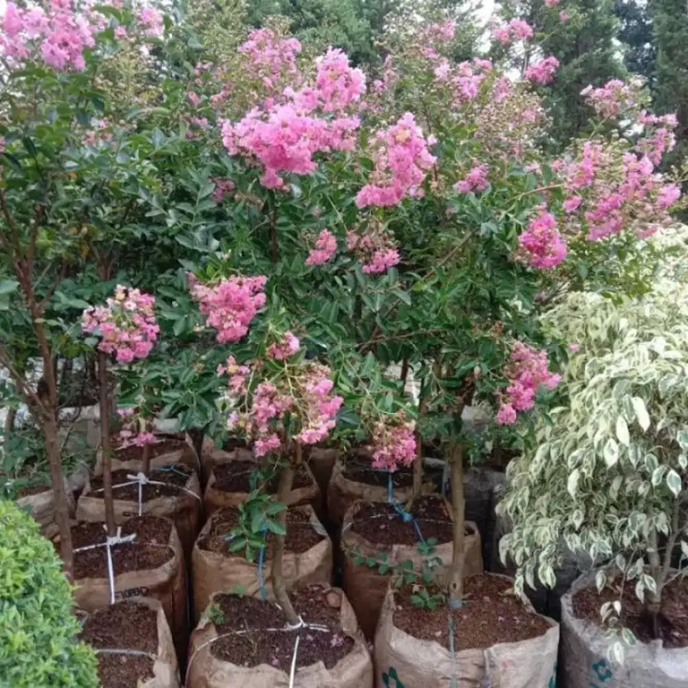 agen pohon bunga sakura