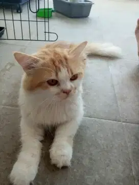 Jantan jago kawin