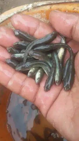 Jual bibit ikan gabus ukuran 5-6cm