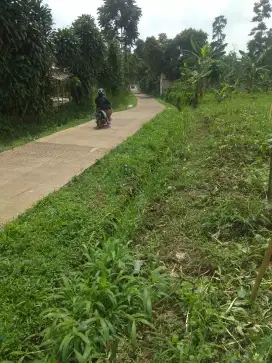 Di Jual Tanah Kebun Alpukat