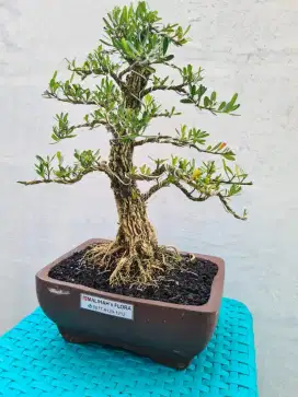 Bonsai Boxus Harlandi Oke