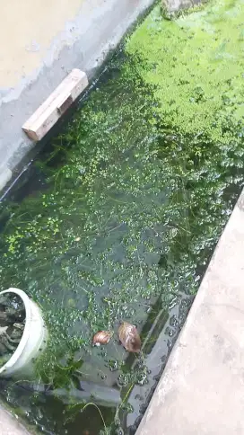 Barito Sampit Sntarum Andrao Tica Auranti