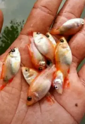 Bibit ikan nila merah