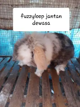 Kelinci Fuzzy loop