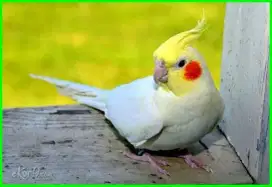 Burung falk Australi sangat mewah