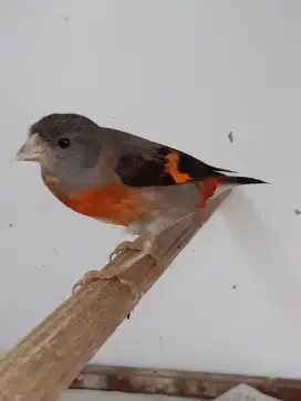 Red siskin Clasik Betina Siapan