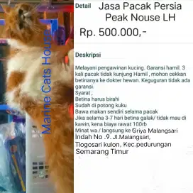 Jasa Pacak Persia Peak Nouse LH
