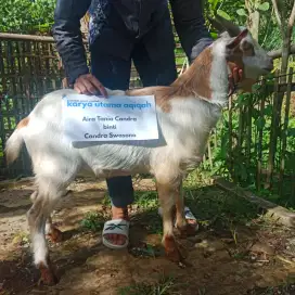 Kambing Aqiqah Murahh