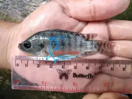 Bibit Ikan Nila Hitam ± 7 - 9 cm / Benih Ikan Nila Hitam ± 7 - 9 cm