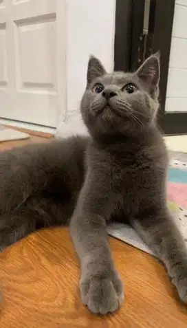 Kucing Kitten BSH British Shorthair