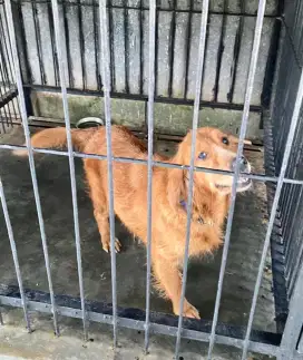 ANJING BETINA GOLDEN RETRIEVER STAMBUM INDUKAN 3 TAHUN LOKASI TELUK