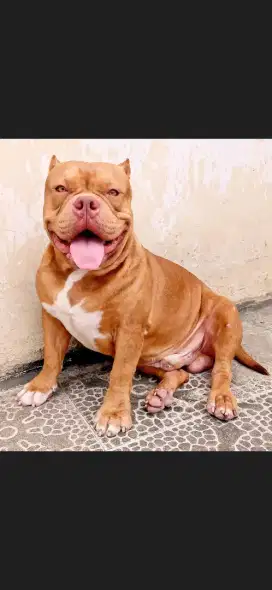 American Bully exotic Male