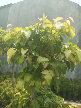 Pohon bonsai beringin golden