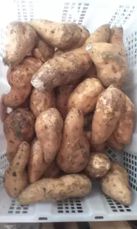 Ubi madu belum dioven Rp 20.000/kg