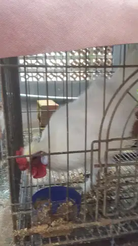 Ayam hias kapas