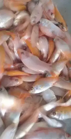 Bibit ikan nila merah subang 2 jari