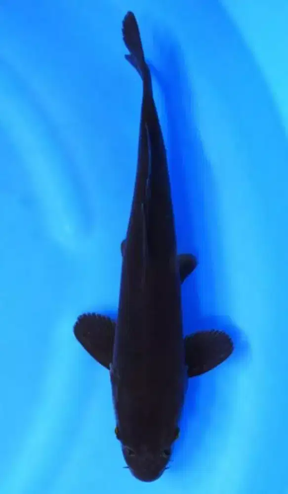 Ikan koi karasu - koi Blitar