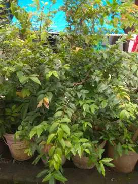 Anggur brazil sabara bonsai bahan