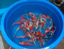 Sedia ikan koi 20cm paket 100 ekor