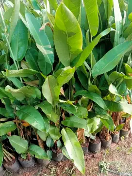 Pohon pisang betet