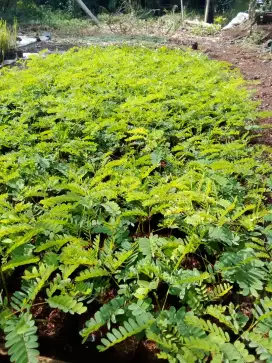 TANAMAN SOLOBIUM