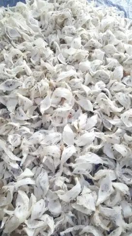 Jual Beli Sarang Burung Walet Yenwo Kotor Bersih Mangkok Super Sudut