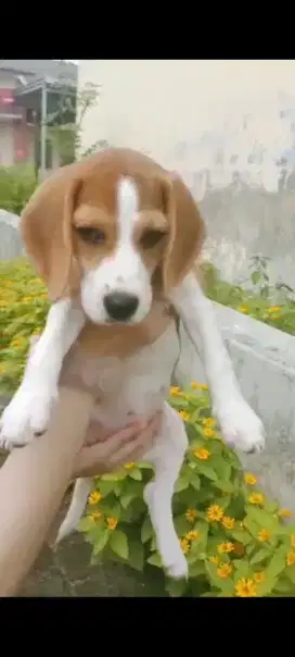 Anak anjing Beagle 3color Cakep Murah