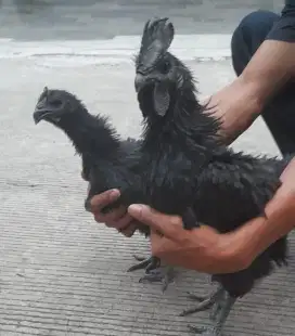 Ayam cemani ori berbagai usia