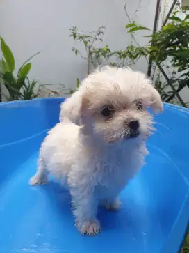 Puppy size Mini