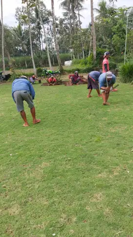 Rumput Jepang Jepara Termurah