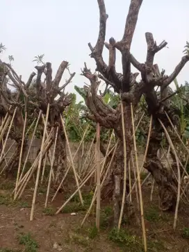 Ready stock pohon kamboja fosil dll