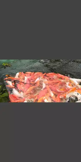 Ikan mas merah, Ikan mas warna