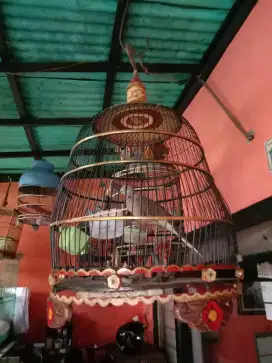 Dijual burung derkuku lokal ketek,an usia mapan suara bagus