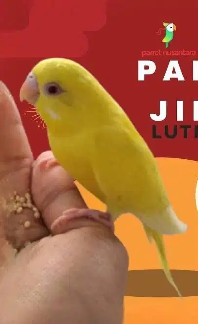 Parkit Lutino Mata Merah