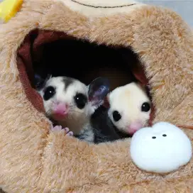 sugar glider grey betina joy jinak sangat cocok bagi pemula