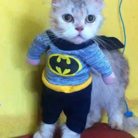 Mandi Bersih Kucing Panggilan