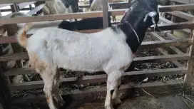 Menjual kambing/Domba  gratis ongkir