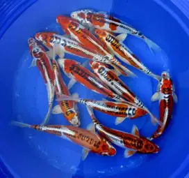 Koi import berkualitas super size 10-15cm