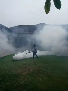 nyamuk fogging demam berdarah