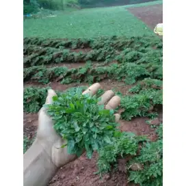 Jual rumput gajah mini / rumput taman