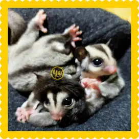 Sugar Glider Classic Grey Betina