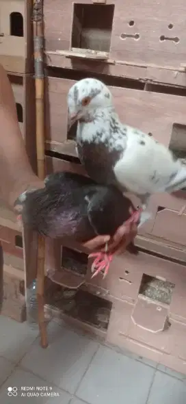 Burung dara merpati giring keras