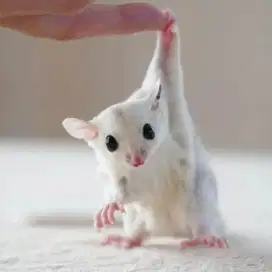 sugar glider platinum mozaic