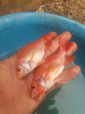 Bibit ikan nila merah ukuran 2 jari