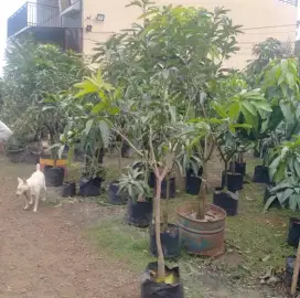 Pohon mangga siap berbuah tinggi 1,5 - 2 meter