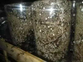 Budidaya kroto di rumah