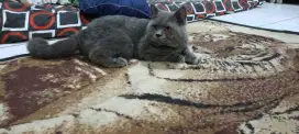 Pacak kucing BSH