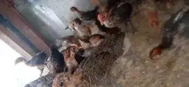 Dijual anak ayam Arab usia 2 bln, sudah divaksin lengkap. Bisa eceran